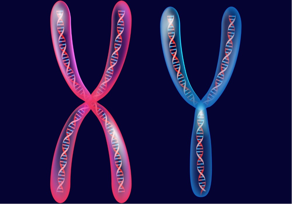 Хромосомы3.jpg