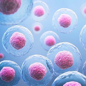 Количество яйцеклеток у женщин: как меняется репродуктивный резерв с возрастом Количество яйцеклеток у женщин: как меняется репродуктивный резерв с возрастом