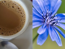 Цикорий как альтернатива кофе: польза или выдумка