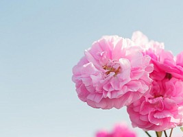 Как майская роза: 5 полезных фактов о цветке для вашей молодости и красоты