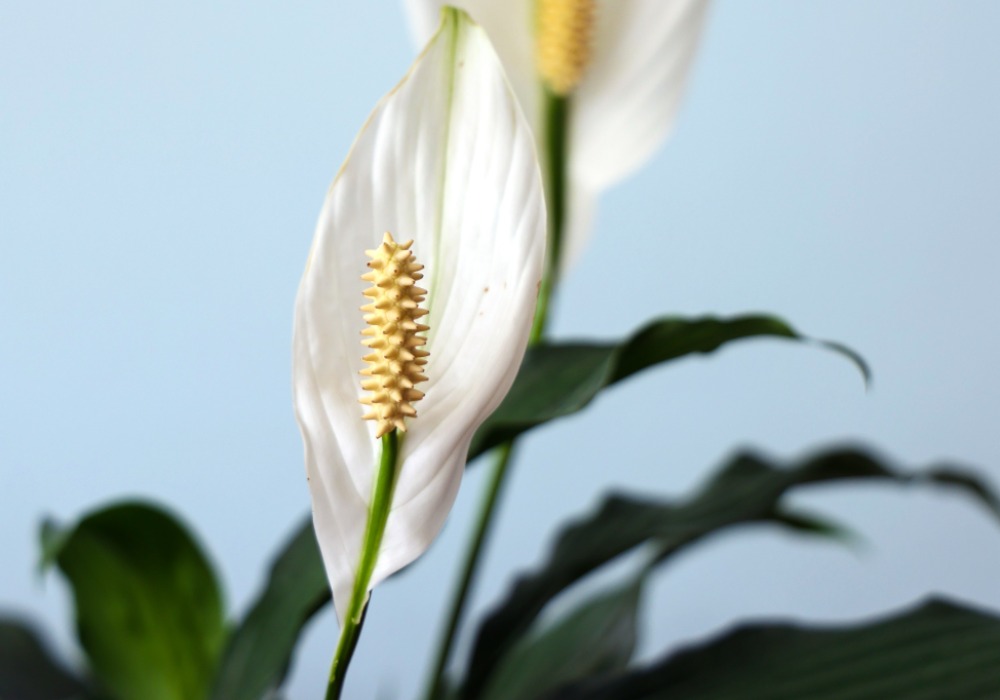 Цветок спатифиллум – секреты ухода в домашних условиях, сорта и виды с фото, болезни