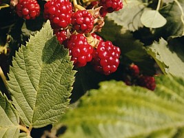 Чай из листьев малины: почему он считается чудо-напитком для женщин