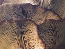 Как грибы улучшают здоровье сердца: 3 секретных компонента в их составе